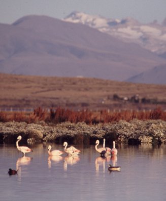 Flamengos rosados en la Reserva Ecológica Laguna de Nimez