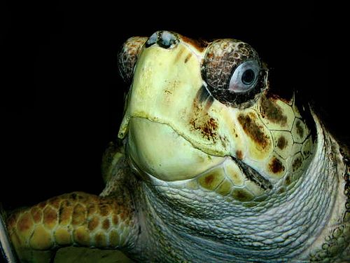 En el acuario municipal de Mendoza se pueden observar tortugas como estas