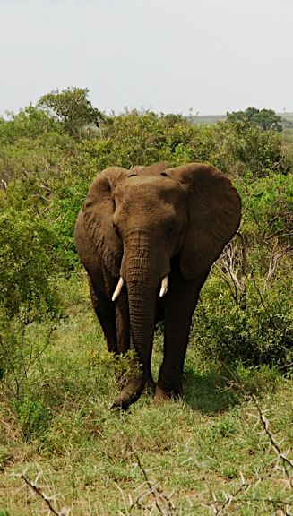 Elefante en el Parque Kruger de Sudáfrica
