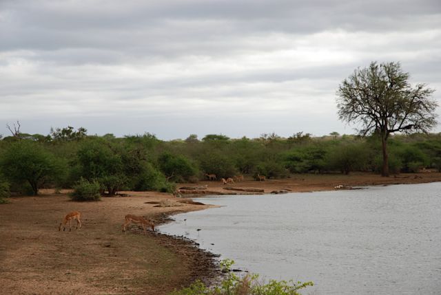 Impalas bebiendo de un brazo del Rio Sabi en el Parque Kruger