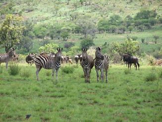 Cebras en el Parque Nacional Pilanesberg