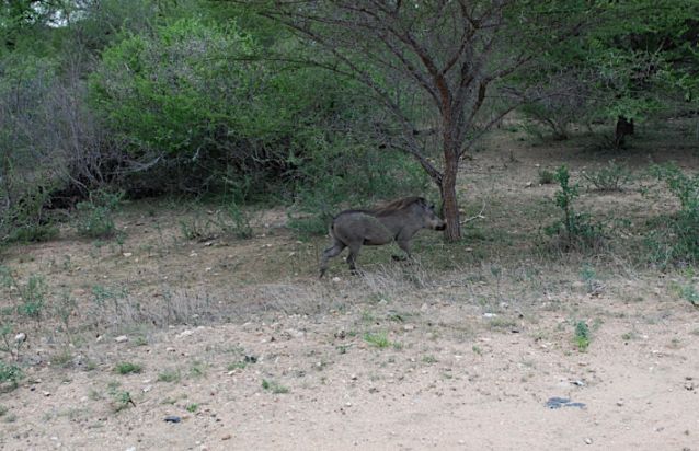 Warthog un animalito muy particular del Parque Kruger en Sudáfrica