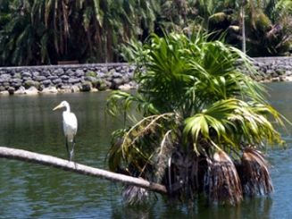 El Fairchild Tropical Garden de Coconut Grove