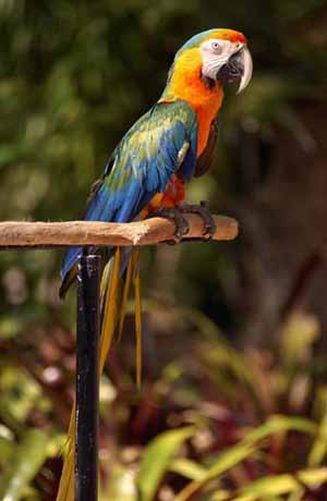 En el Parrot Jungle and Gardens de la Watson Island conviven más de 1200 variedades de pájaros